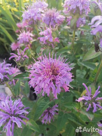 Многолетники(деленки)