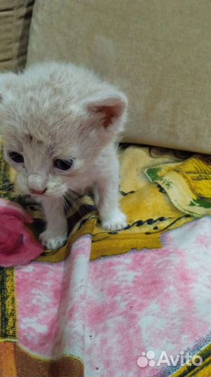 Котята от абиссинки