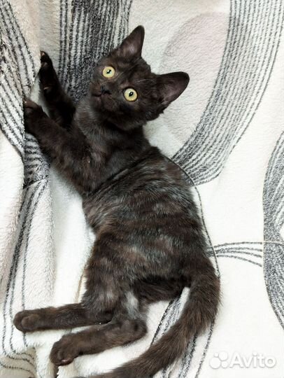 Девочка 3,5 мес в дар