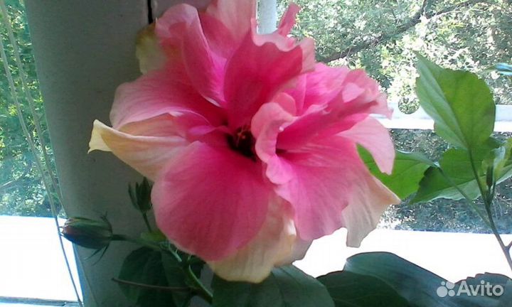 Роза китайская(гибискус) интересной расцветки