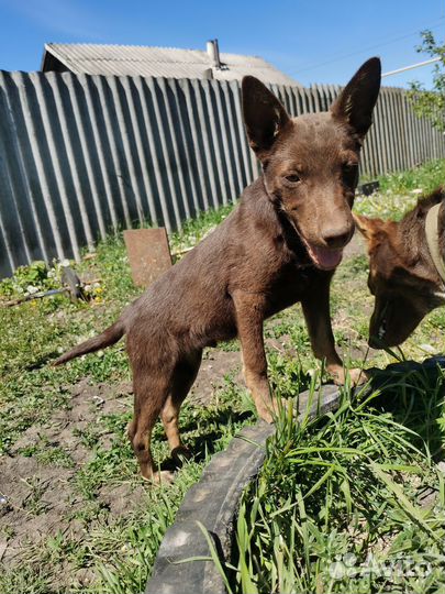 Щенки келпи