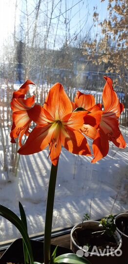 Амариллисы