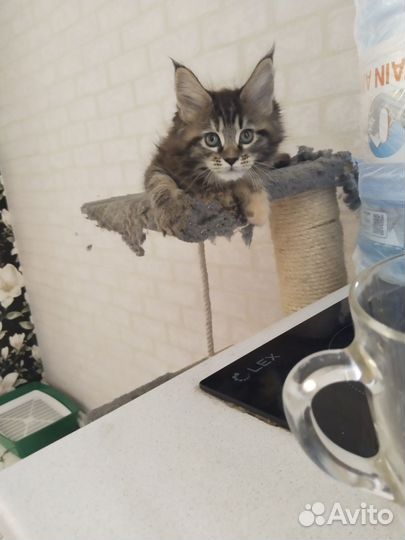 Котята мейн-кун