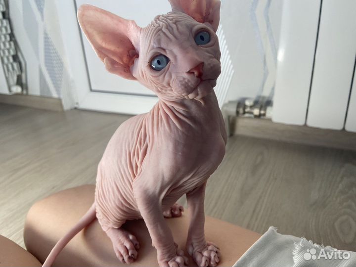 Канадский сфинкс