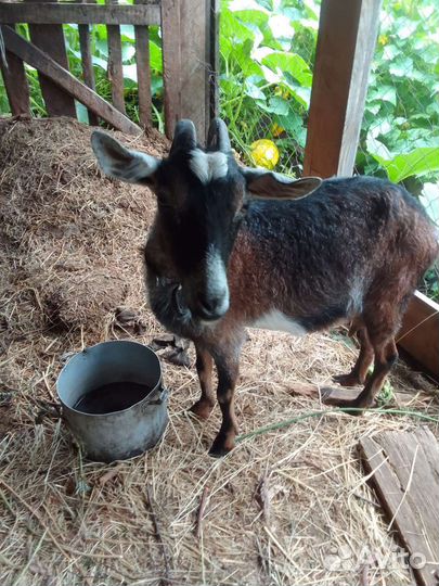 Козы заанинские