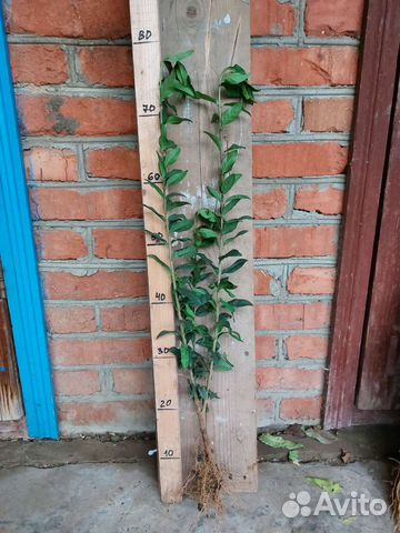 Бирючина на живую изгородь