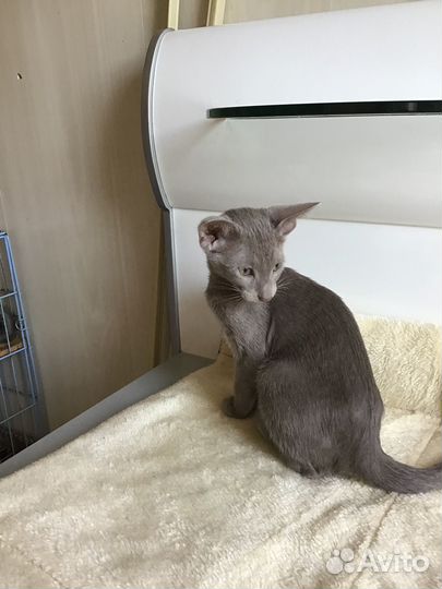 Котята петерболд-орики