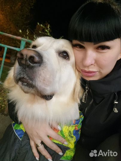 Вязка золотистый ретривер приглашает на вязку