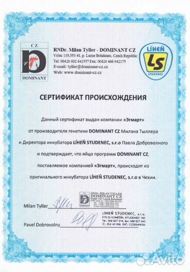 Цыплята Доминант суточные и подрощенные