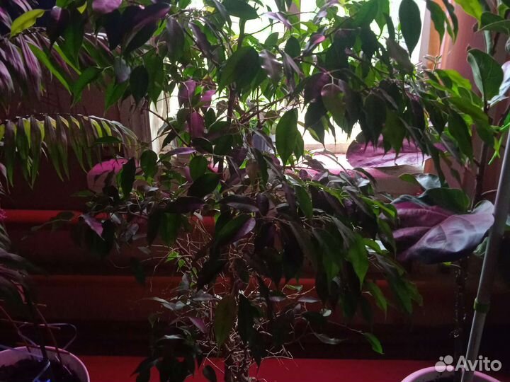 Фикус бенджамина