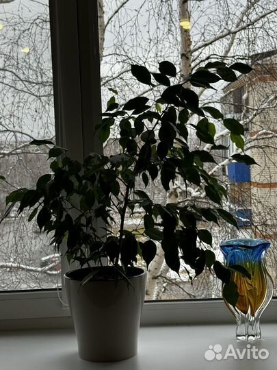 Фикус бенджамина