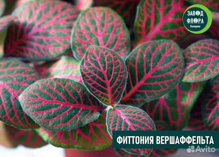 Фиттония 3 сорта (ук.черенки 0,1л)