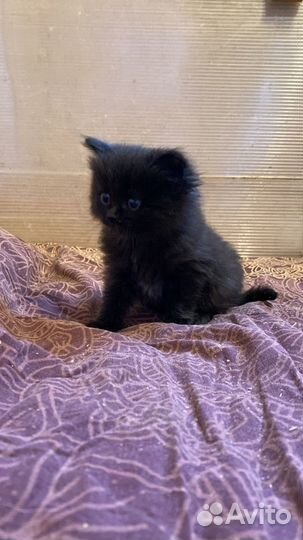 Пушистый черный котенок мальчик 2 мес