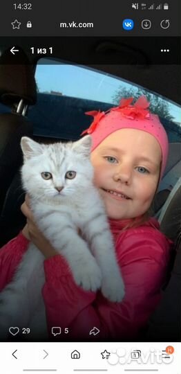 Шотландские котята
