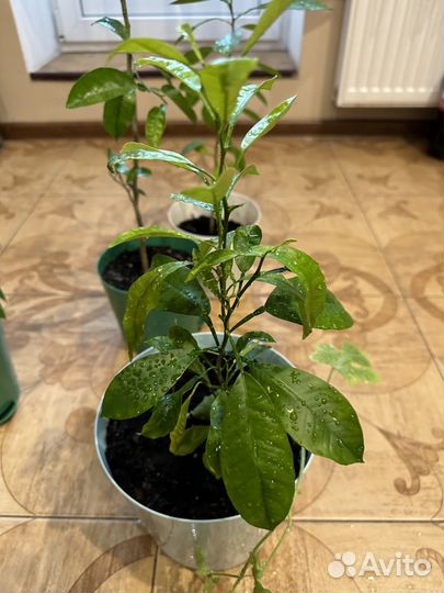 Мандарин /calamondino