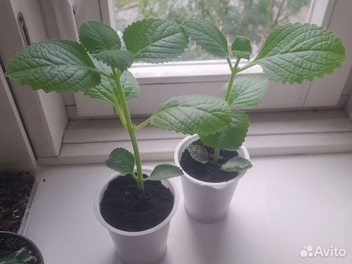 Домашняя мята