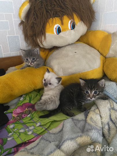 Котятки,Котейки