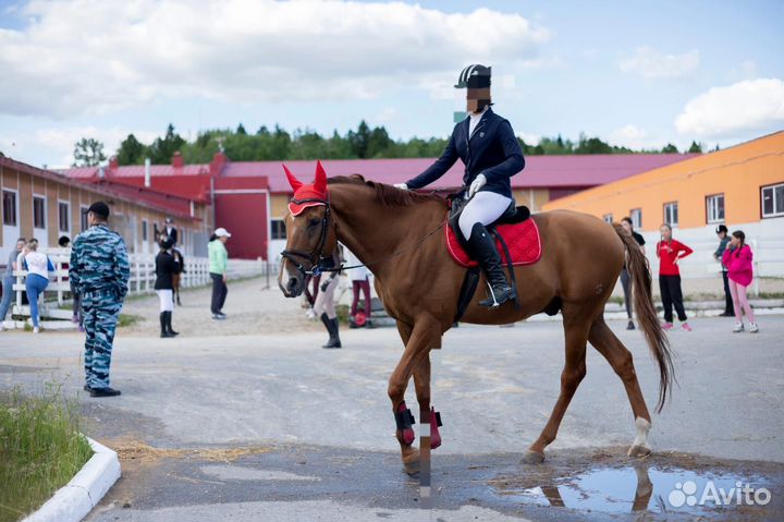 Одежда для верховой езды