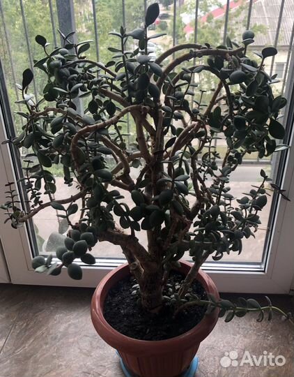 Комнатные цветы