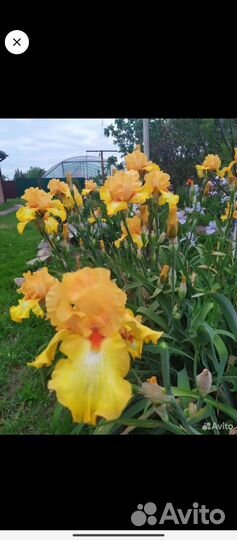 Ирисы