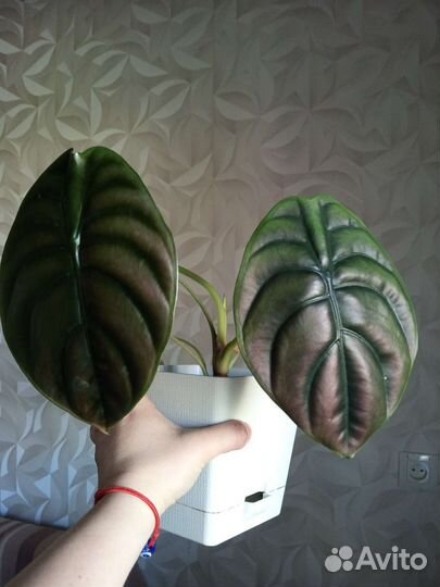 Аллоказия купрея