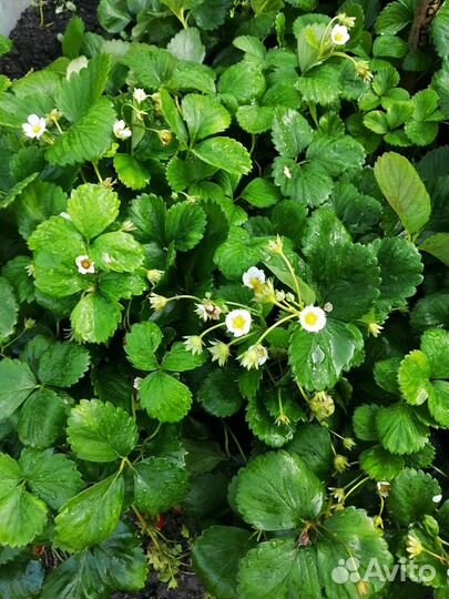 Саженцы клубники