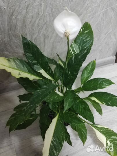 Спатифиллум Домино
