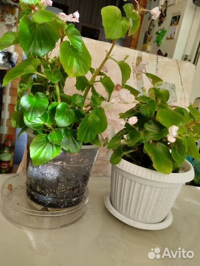 Бегония розовая