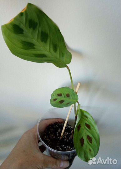 Комнатные растения по 100