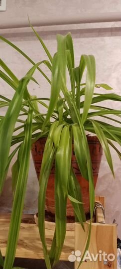 Цветы хлорофитум и монстера