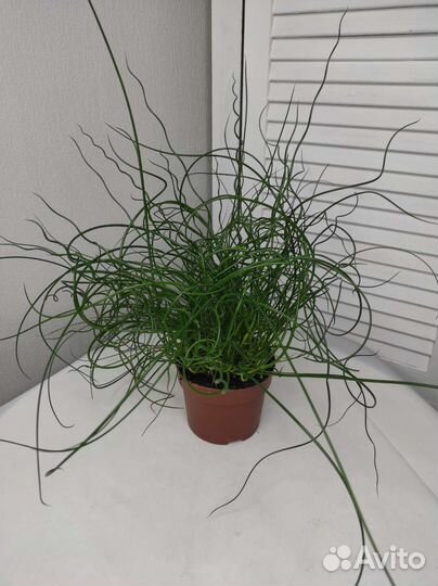 Юнкус или Ситник