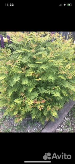 Рябинник отводки