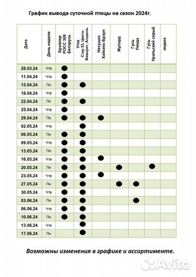 Курочка молодка 