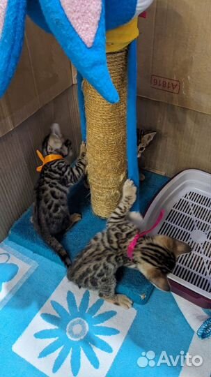Бенгальские котята
