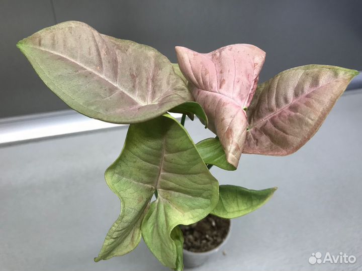 Сингониум, Пинк Спот, Австралия