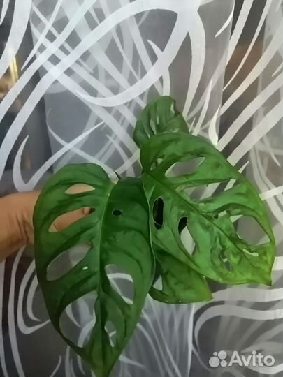 Монстера манки (адансона)