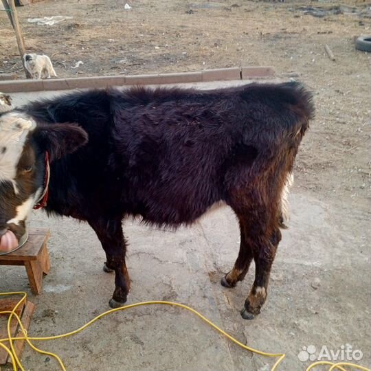 Корова дойная Телки Бычки