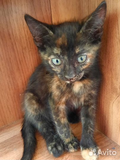 Котята в добрые и заботливые руки