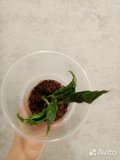 Сциндапсус годзилла