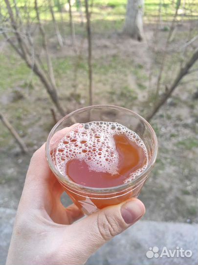 Чайный гриб (квас)