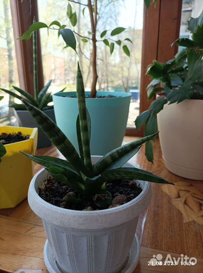 Комнатный цветок Сансевиерия Цилиндрика