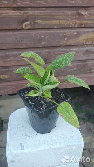 Медуница сахарная лат. Pulmonaria saccharata