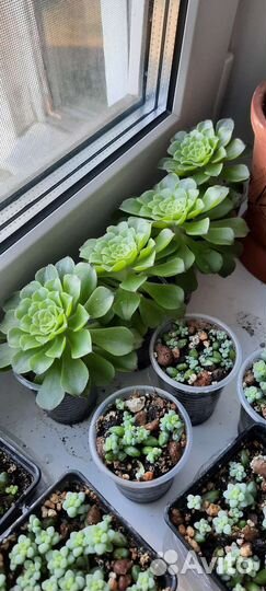 Комнатные цветы