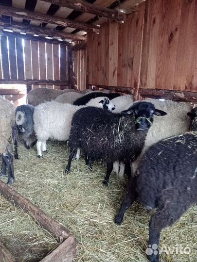 Овцы бараны