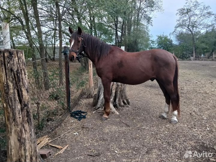 Занятия верховой ездой, фотосессии, дни рождения