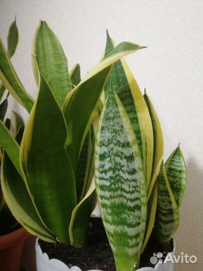 Сансевьерия