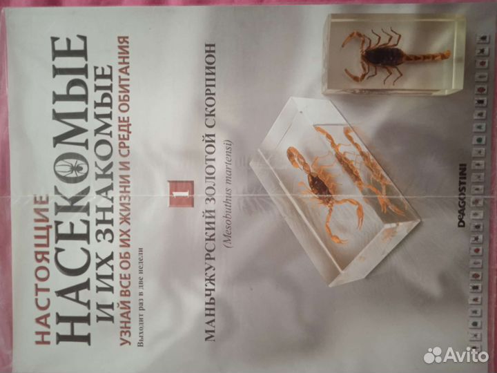Настоящие насекомые и их знакомые