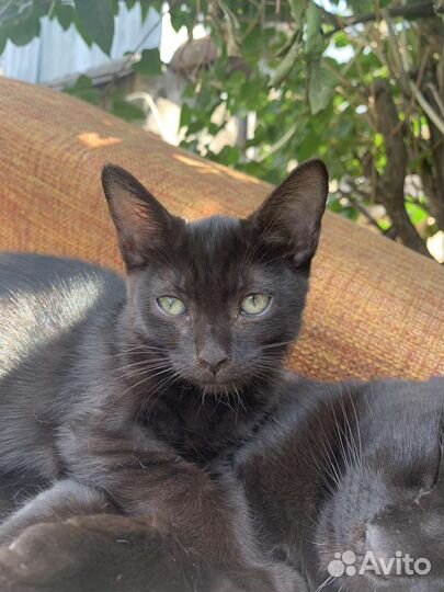 Котята 2.5 месяца наши домашние