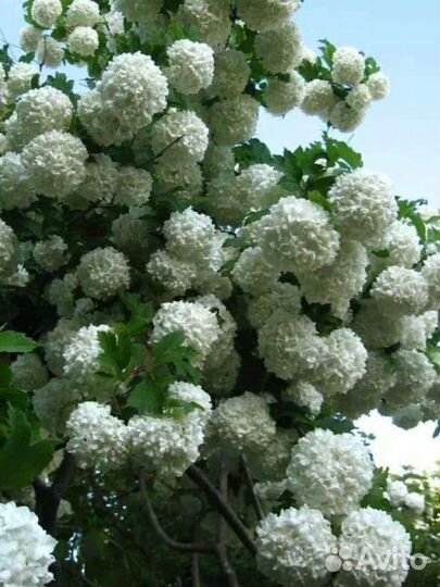 Бульденеж (разновидность калины)