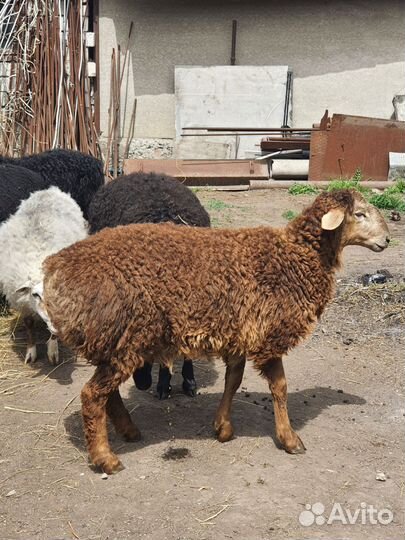 Овцы бараны ягнята